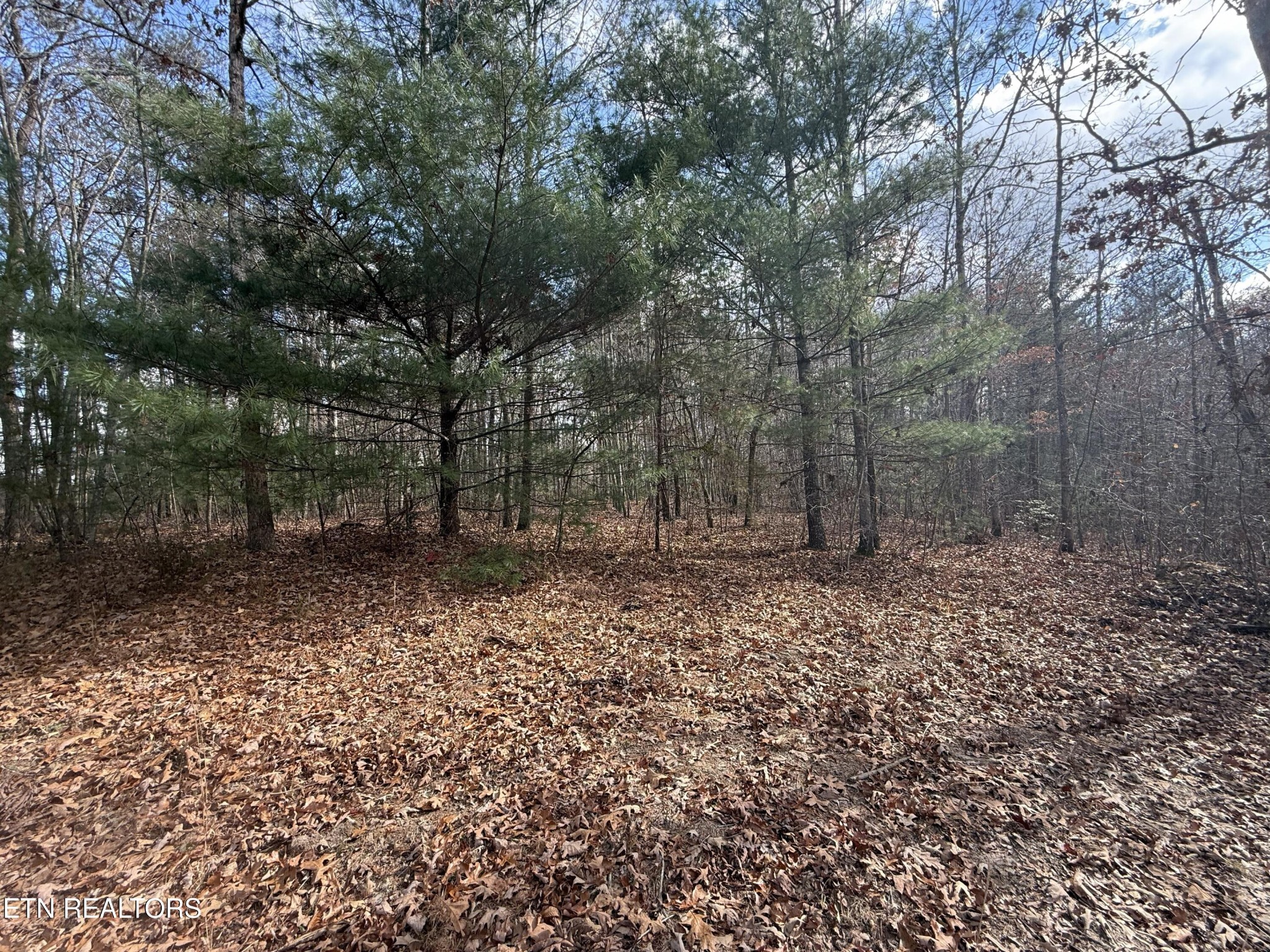 0 Valerie Drive Deer Lodge, TN 37726 - Photo 17 of 19