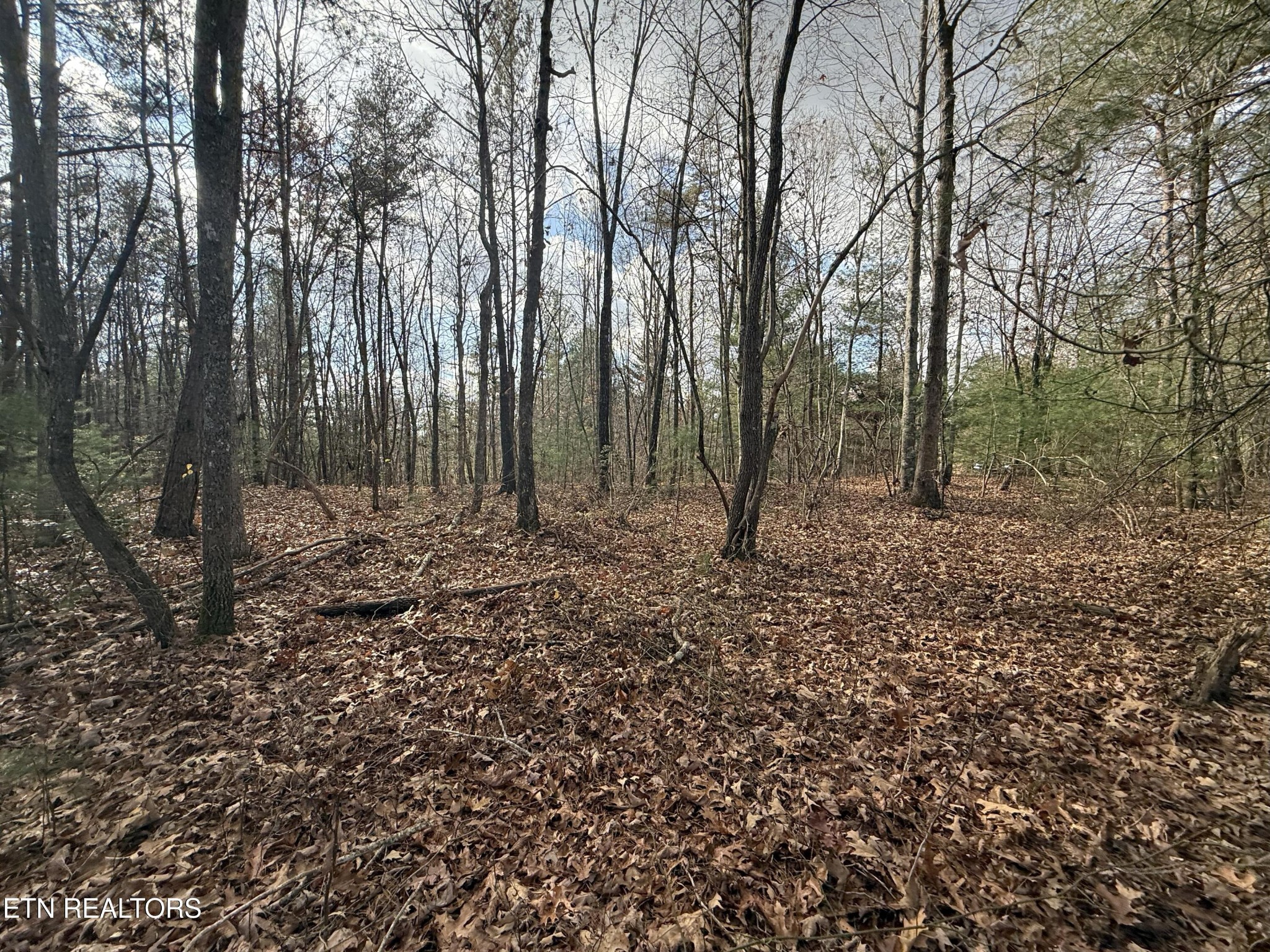 0 Valerie Drive Deer Lodge, TN 37726 - Photo 19 of 19