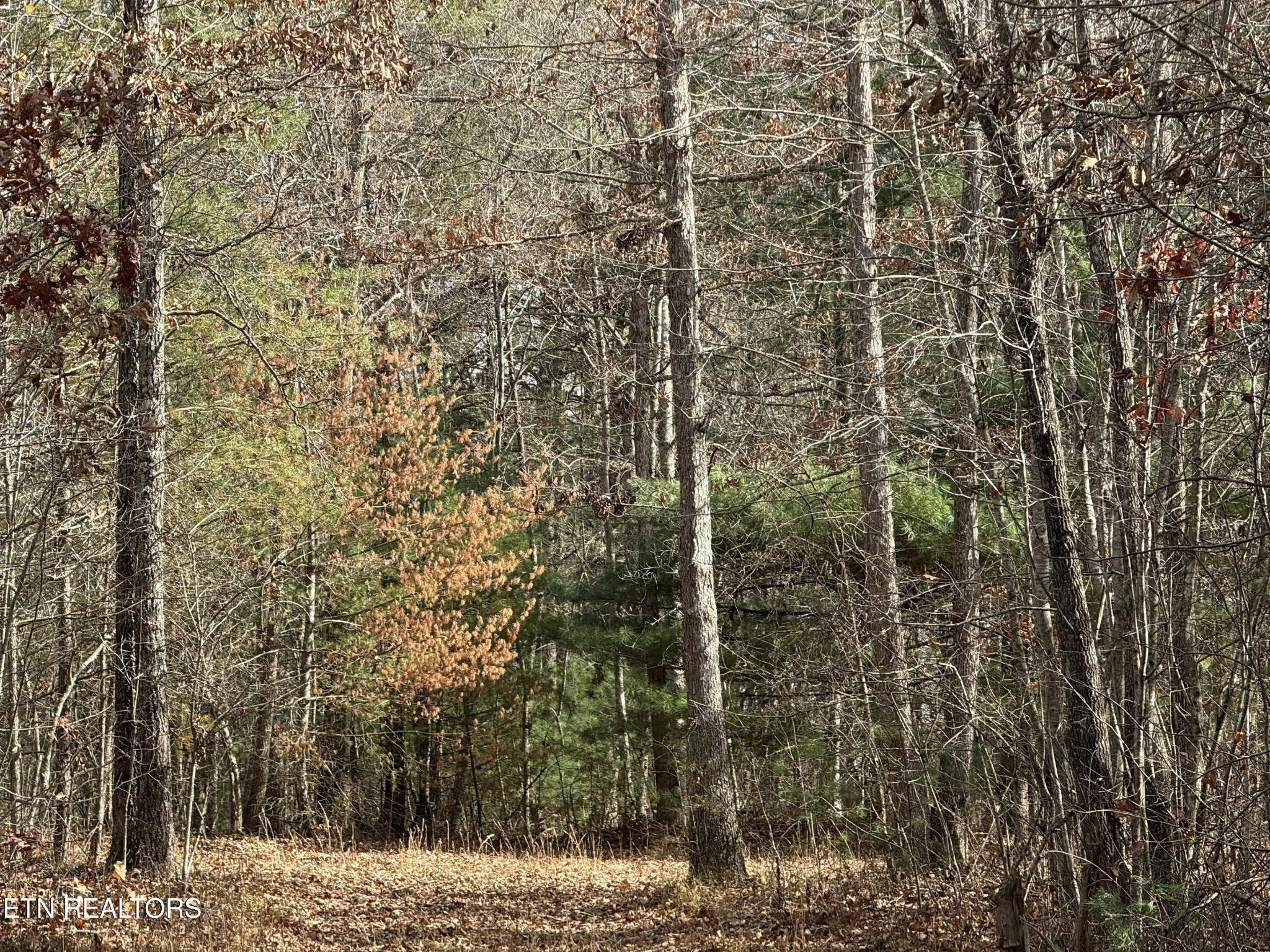 0 Valerie Drive Deer Lodge, TN 37726 - Photo 4 of 19