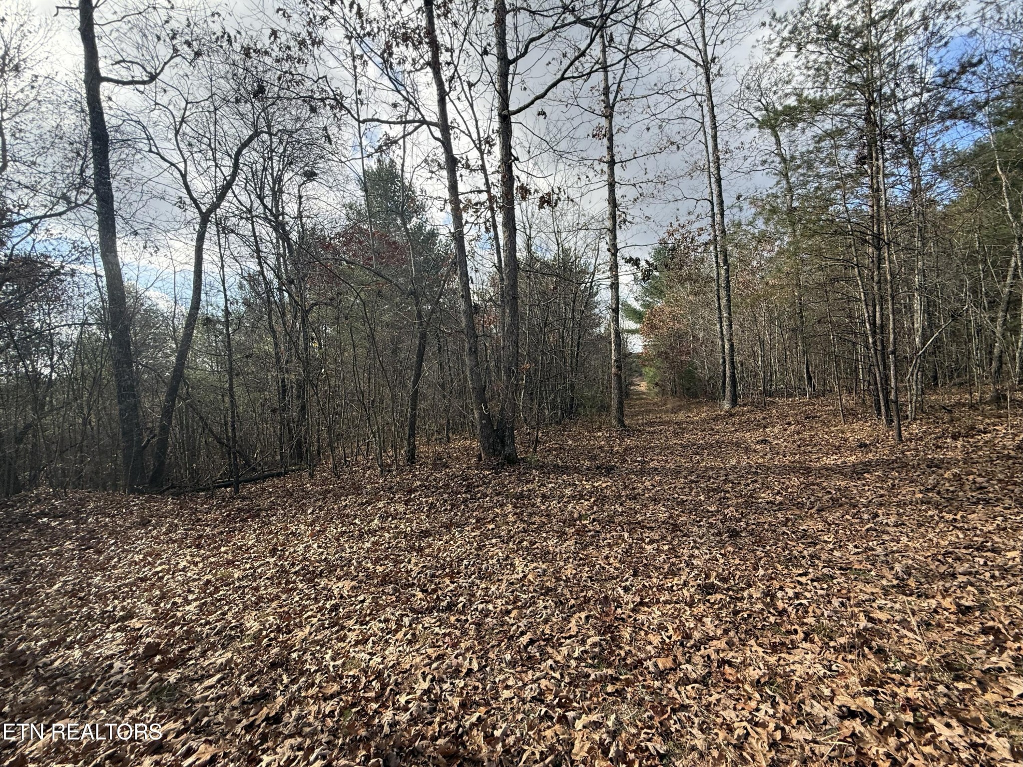 0 Valerie Drive Deer Lodge, TN 37726 - Photo 5 of 19