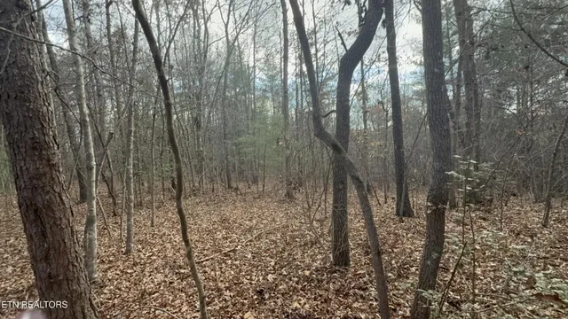 a view of a yard with trees