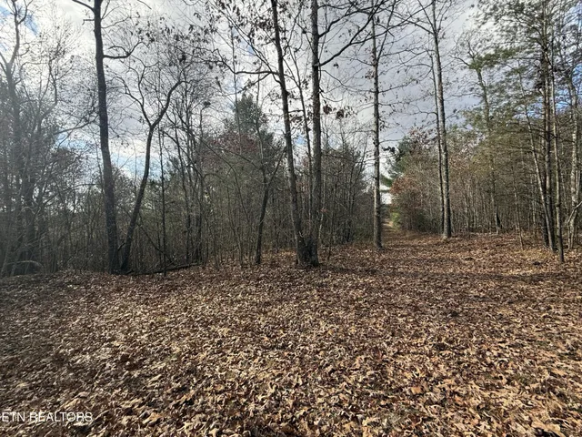 a view of a forest filled with trees
