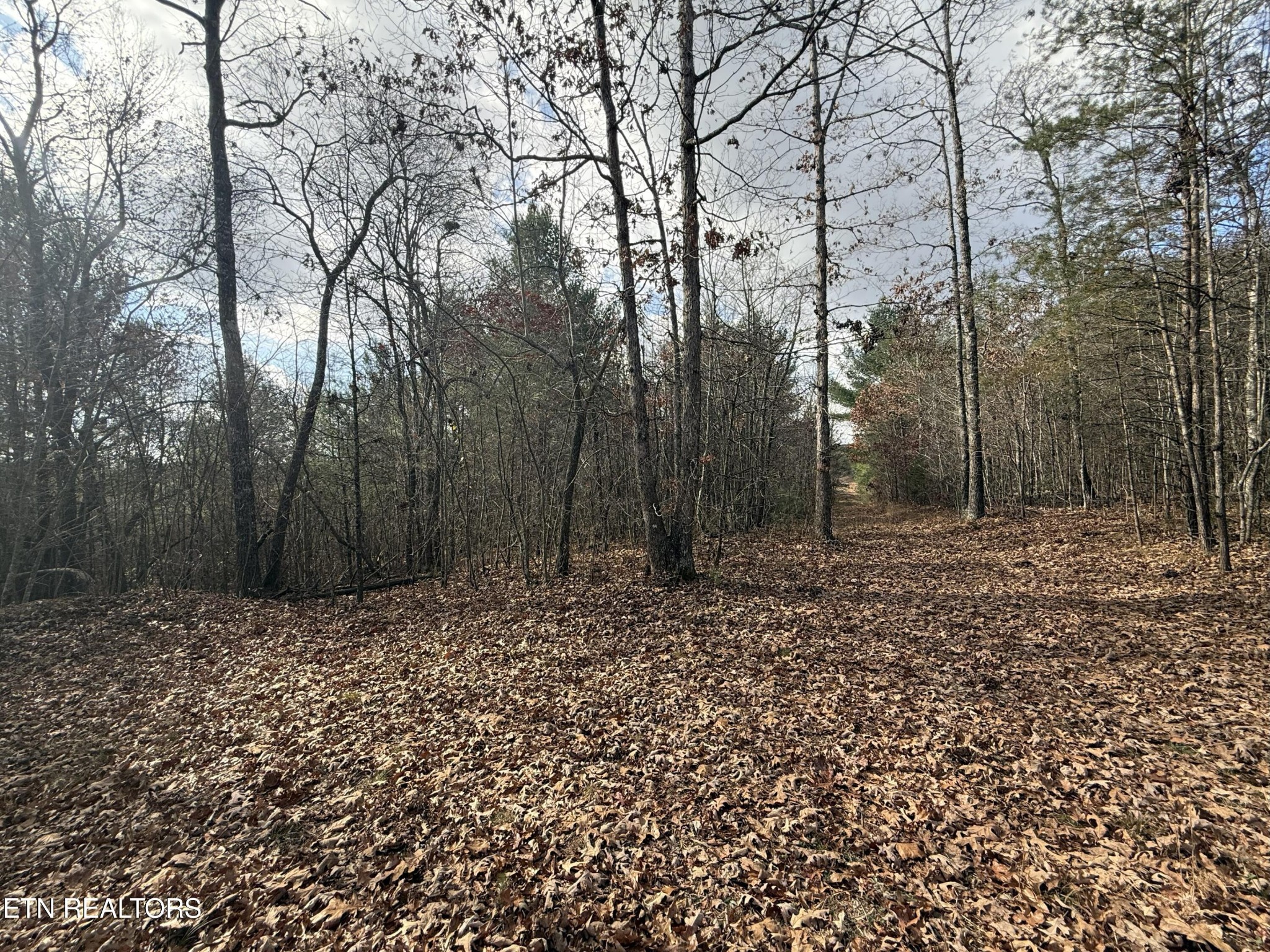 0 Valerie Drive Deer Lodge, TN 37726 - Photo 7 of 19