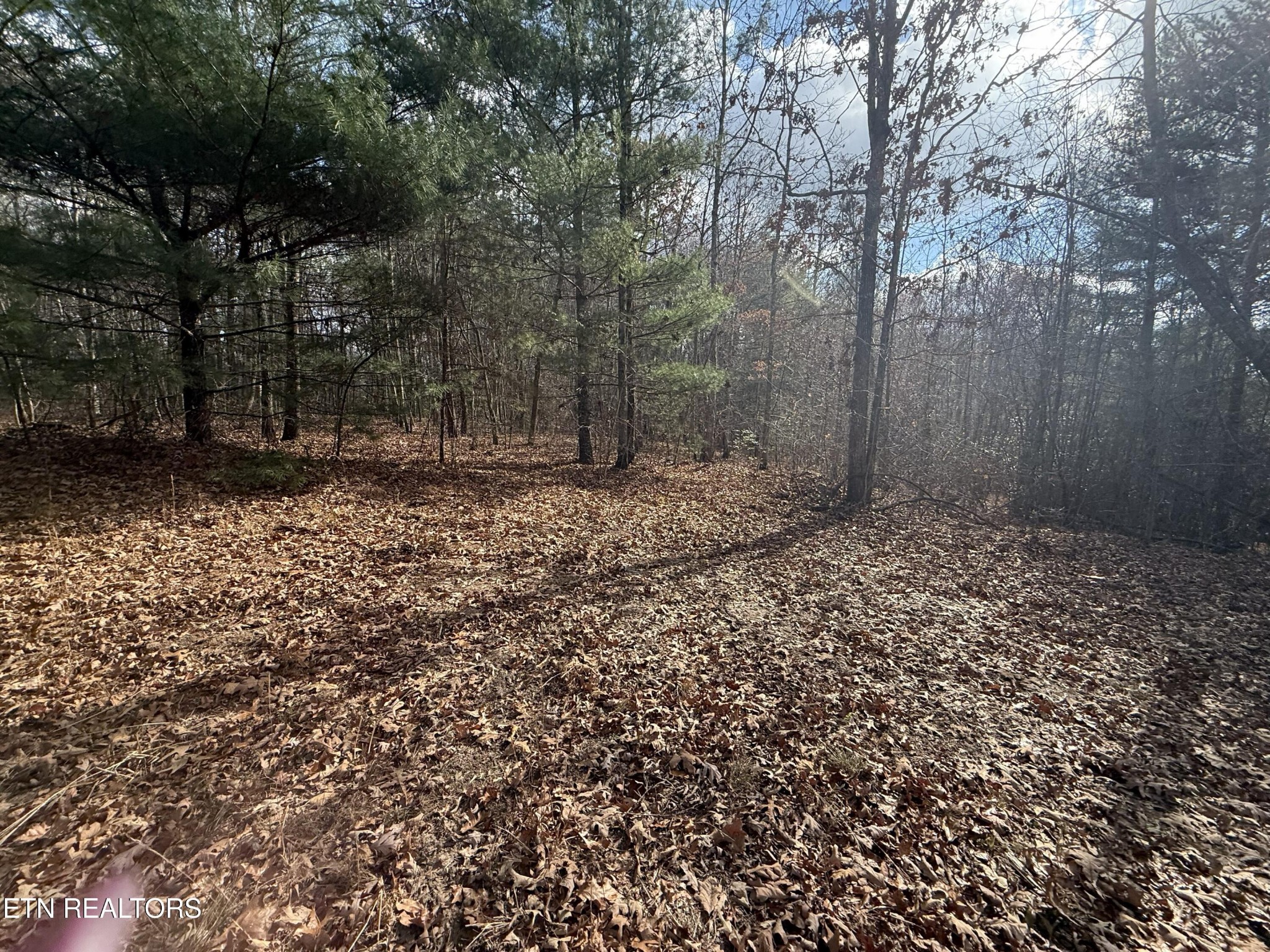 0 Valerie Drive Deer Lodge, TN 37726 - Photo 9 of 19