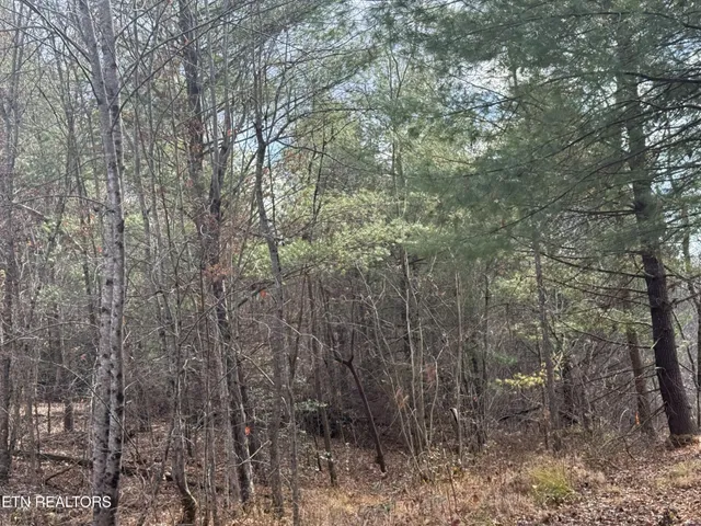 a view of a yard with trees in the background