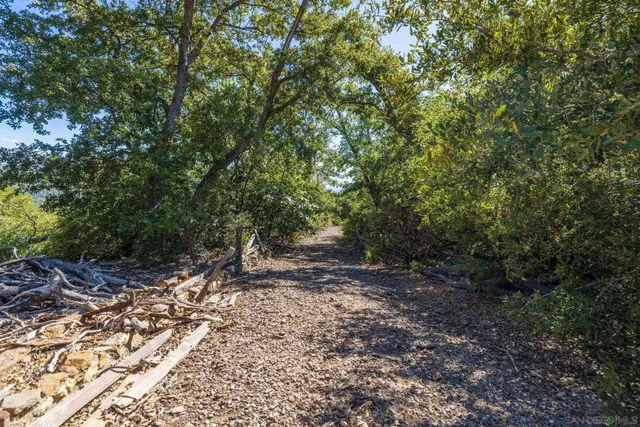 a view of a forest with trees in the background