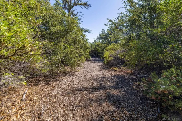 a view of a yard with a tree
