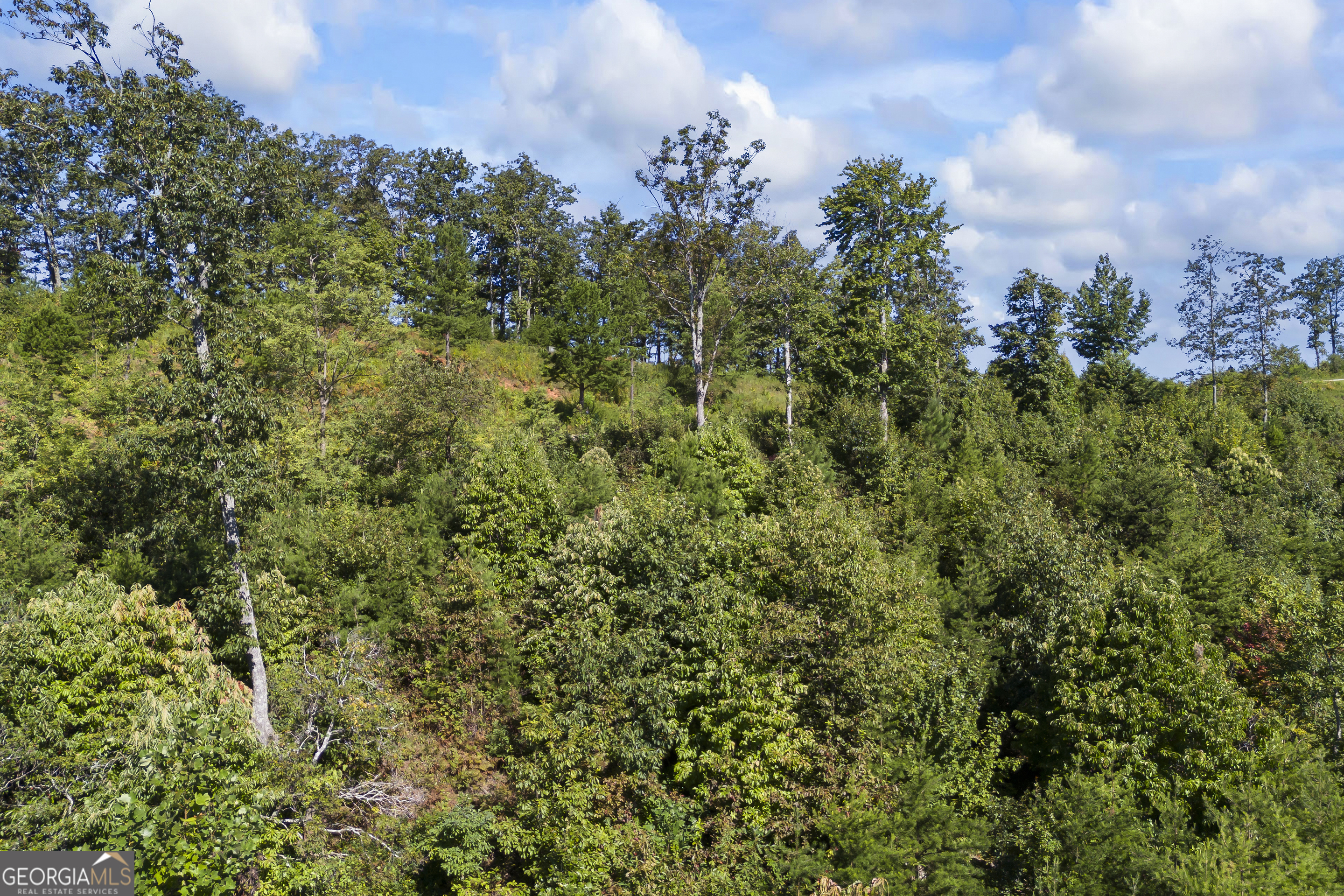 Lot 36 Mountain Ridge Drive Clarkesville, GA 30523 - Photo 17 of 35 a view of a bunch of trees
