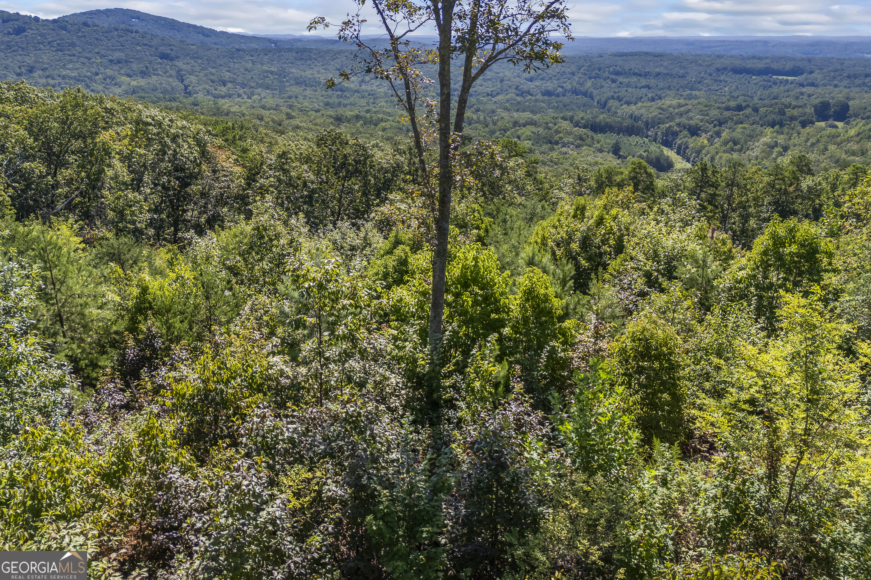 Lot 36 Mountain Ridge Drive Clarkesville, GA 30523 - Photo 24 of 35 a view of a large yard with lots of bushes