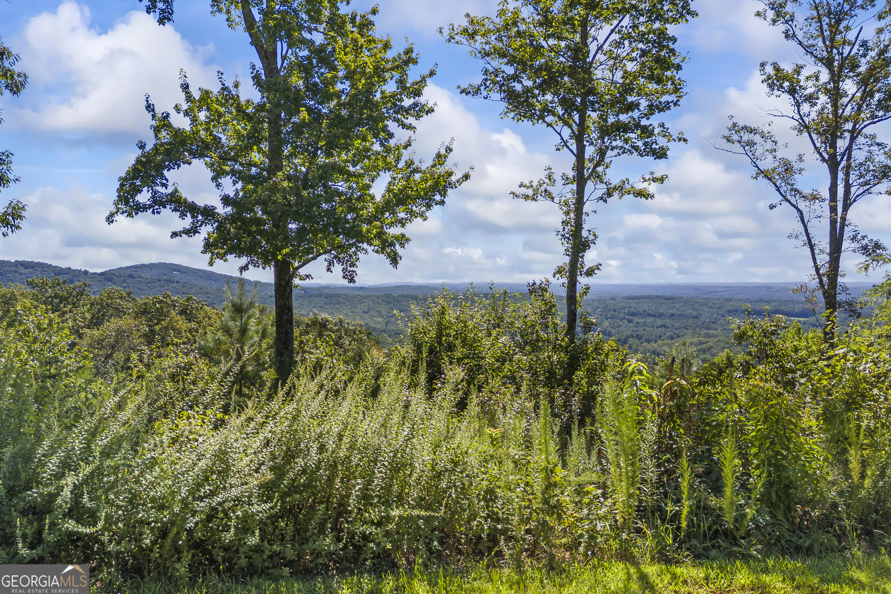 Lot 36 Mountain Ridge Drive Clarkesville, GA 30523 - Photo 31 of 35 a picture of plants