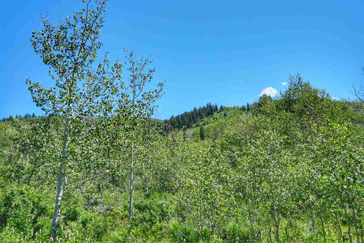 Tbd 59 Road Collbran, CO 81624 - Photo 1 of 19 Gallery Image 1