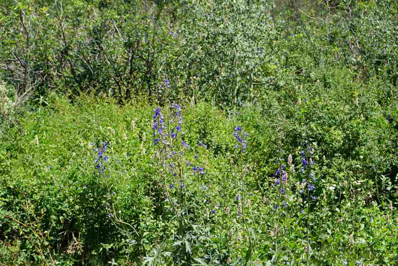 Tbd 59 Road Collbran, CO 81624 - Photo 12 of 19 Gallery Image 12