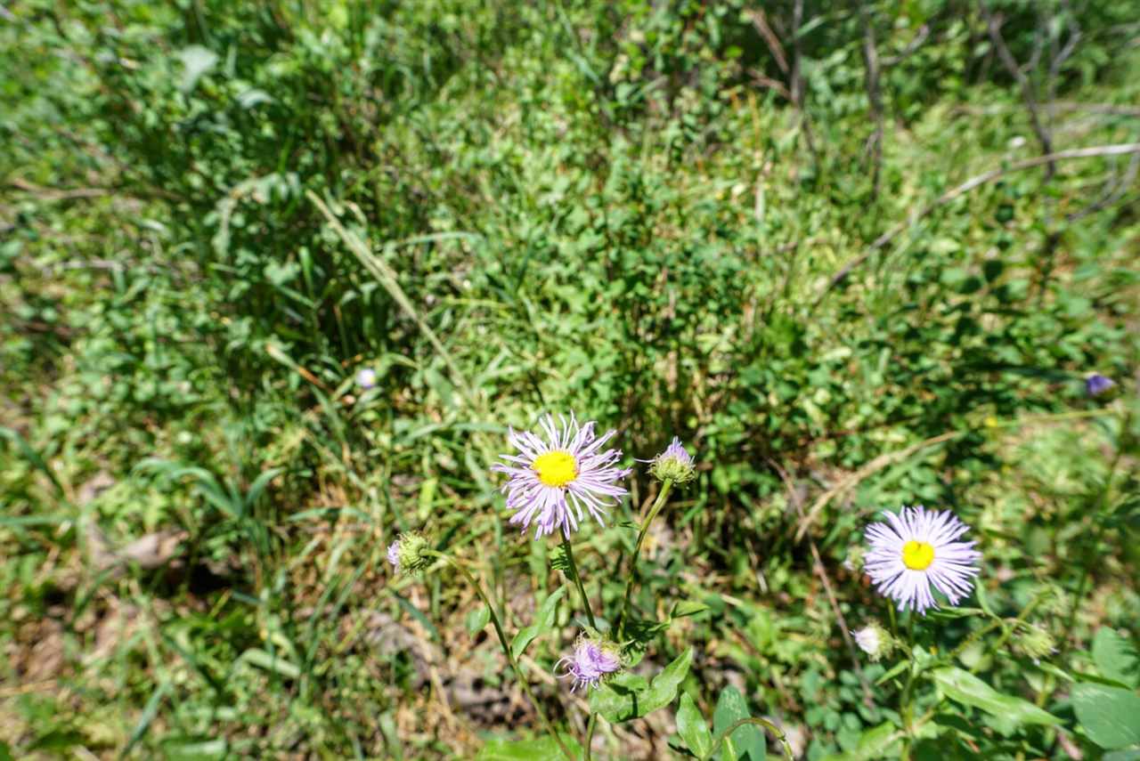 Tbd 59 Road Collbran, CO 81624 - Photo 17 of 19 Gallery Image 17