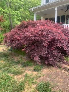 2540 Blue Ridge Springs Road Blue Ridge, VA 24064 - Photo 31 of 49 Spring has sprung