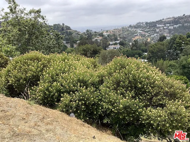 a view of a forest with a street