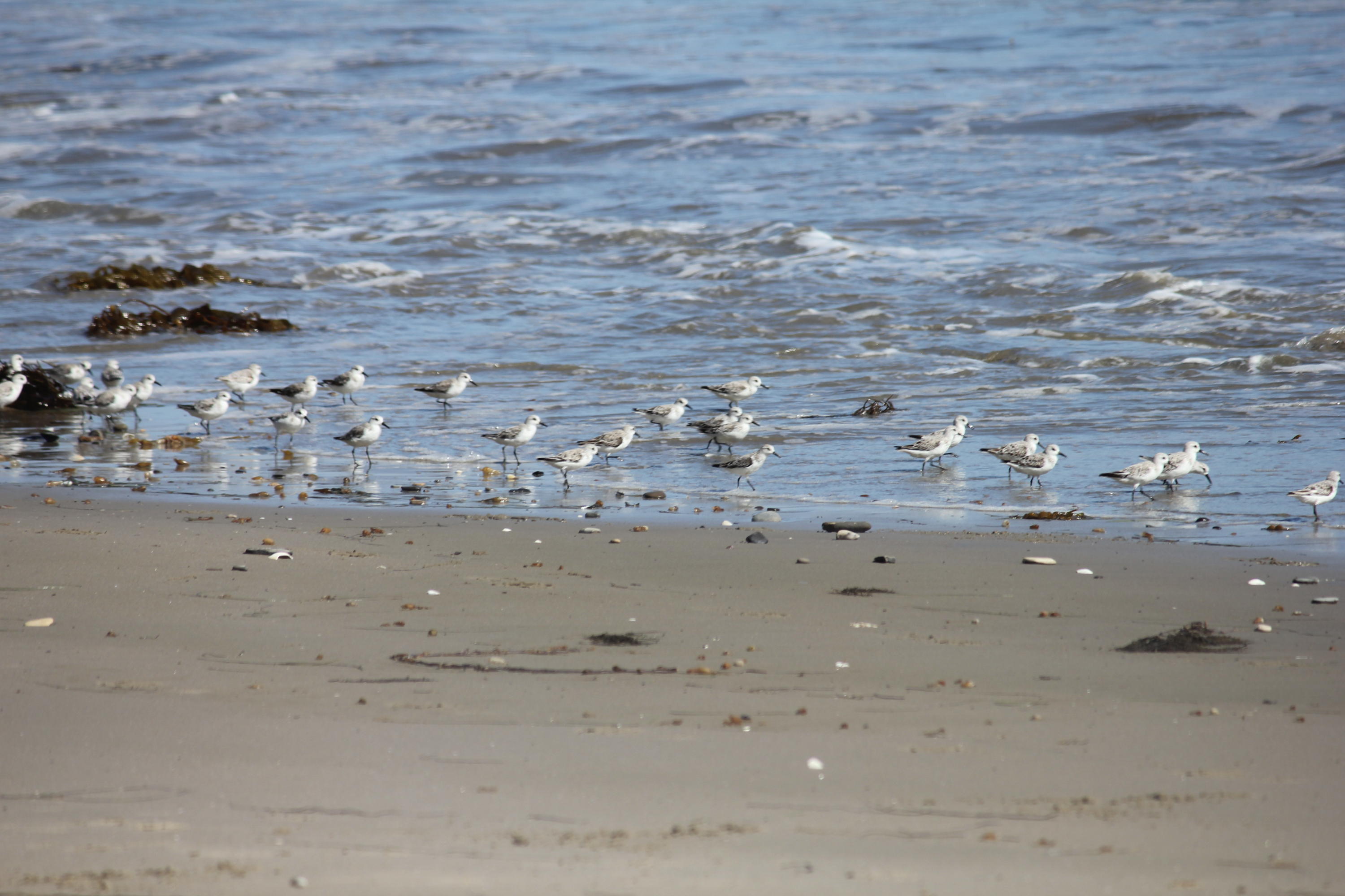 5225 Austin Road Santa Barbara, CA 93111 - Photo 39 of 42 Birds On Beach
