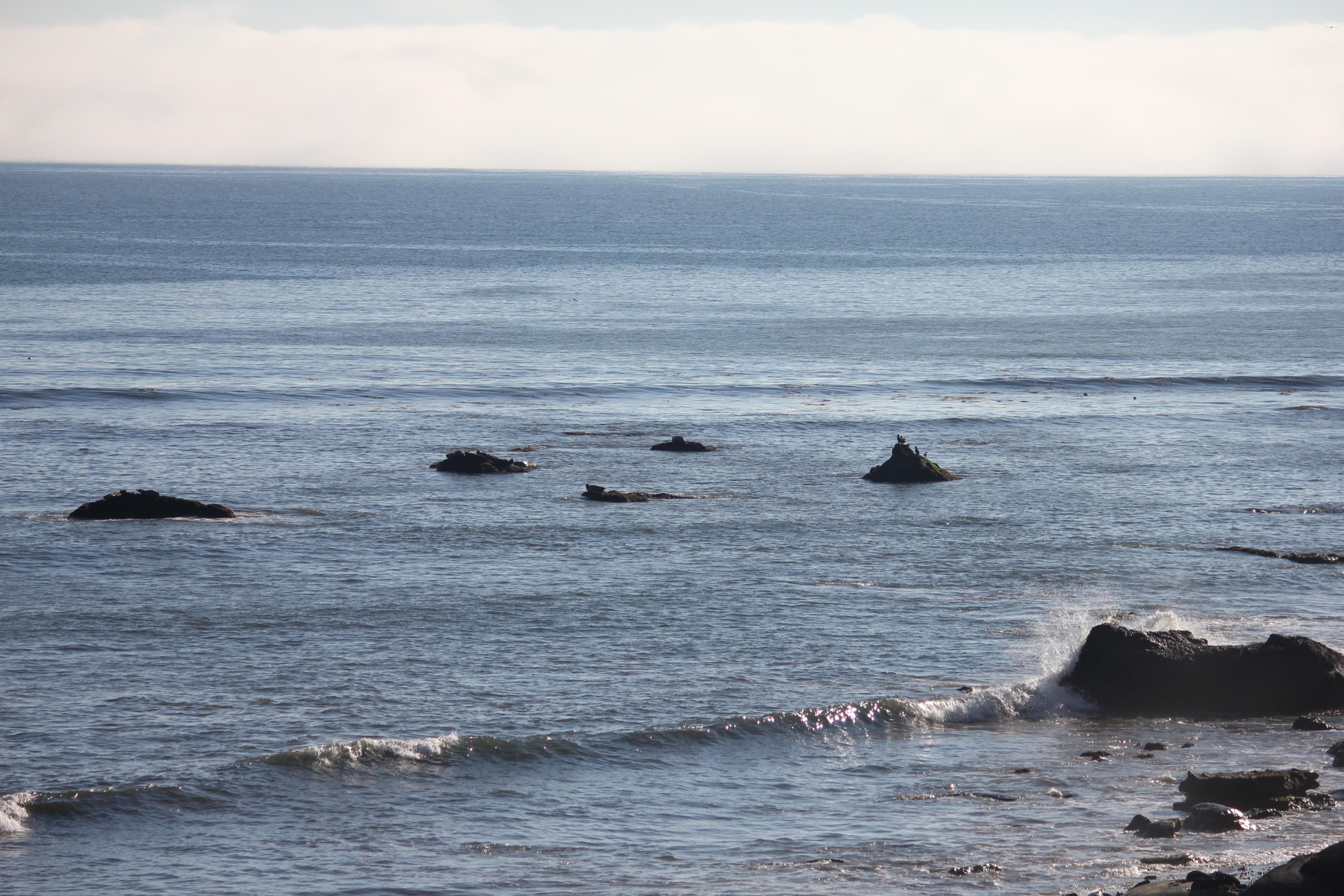 5225 Austin Road Santa Barbara, CA 93111 - Photo 40 of 42 Seals on Rocks (1)