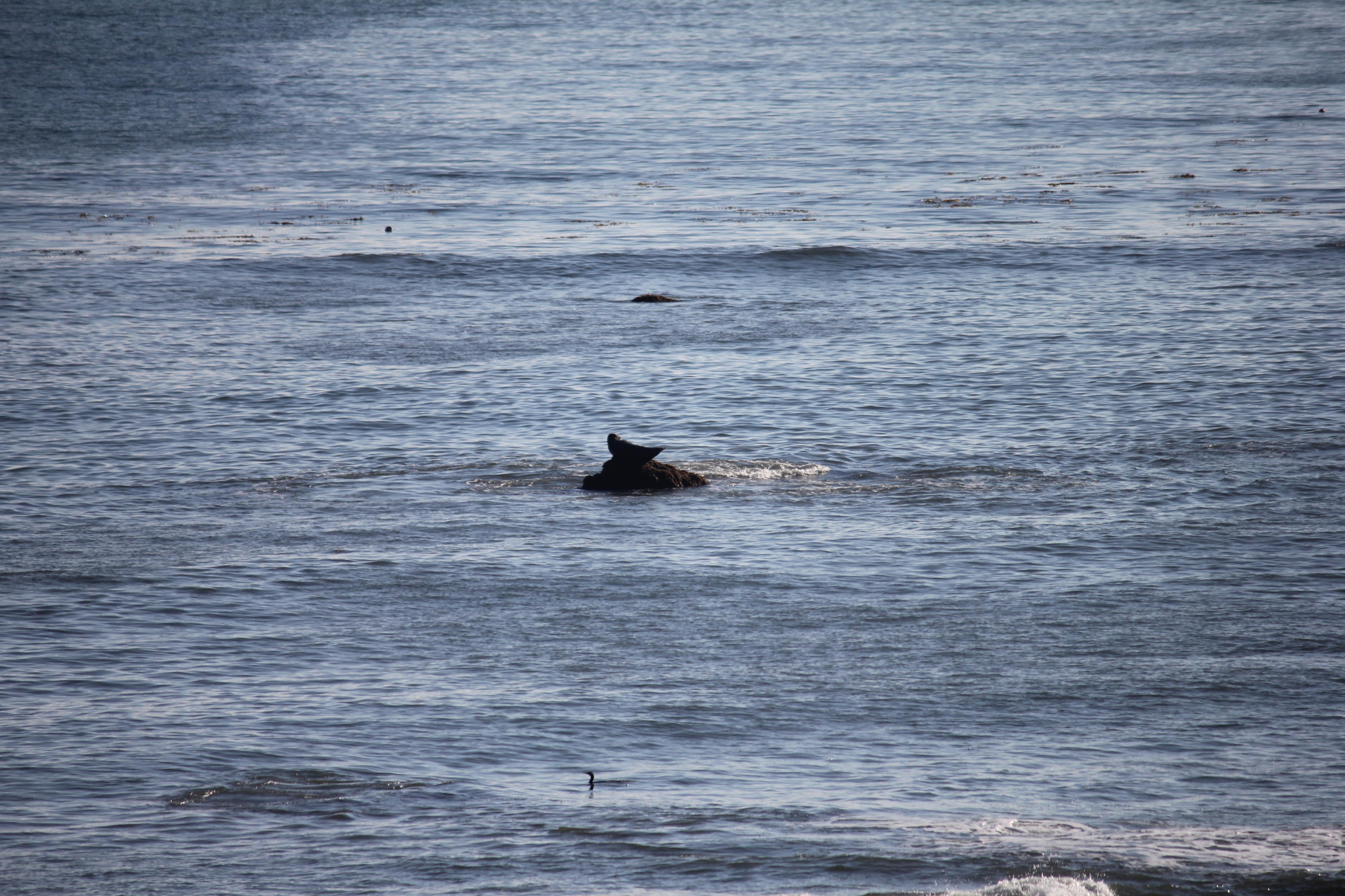 5225 Austin Road Santa Barbara, CA 93111 - Photo 41 of 42 Seals on Rocks (2)