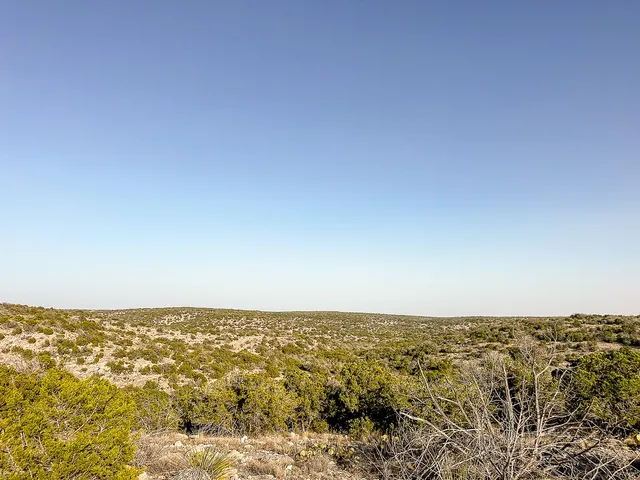 a view of a tree with a yard