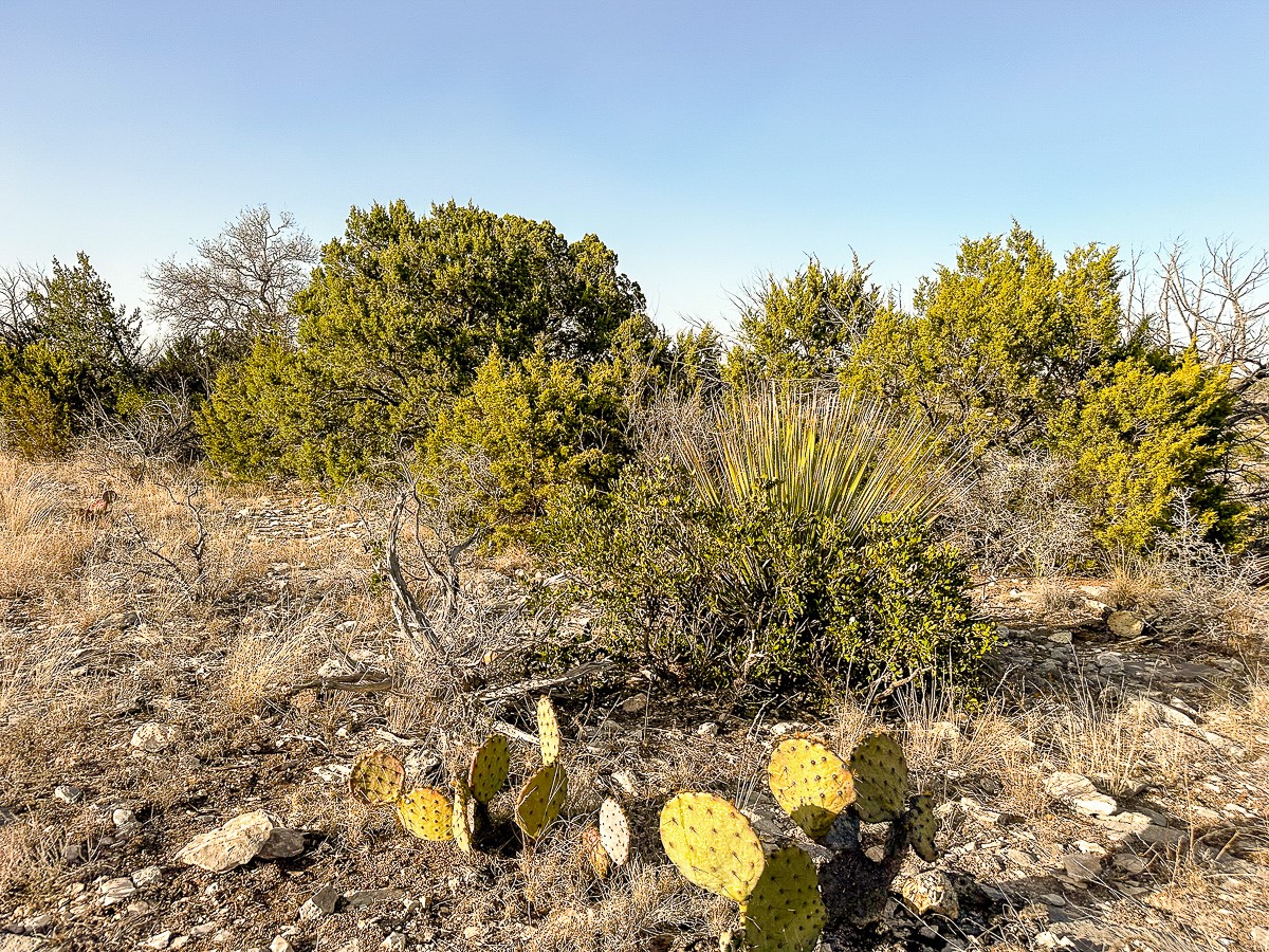 0 Marvin Road Comstock, TX 78837 - Photo 27 of 40 a view of a tree with a yard