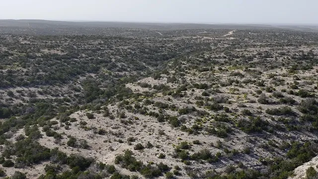 a backyard of a house with large trees and wooden fence