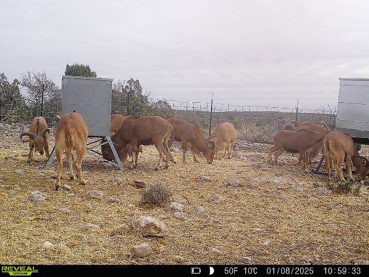 0 Marvin Road Comstock, TX 78837 - Photo 35 of 40