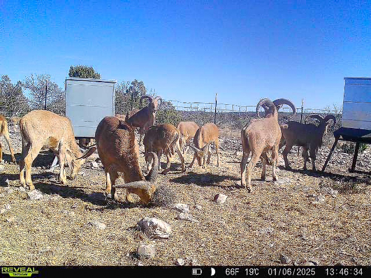 0 Marvin Road Comstock, TX 78837 - Photo 36 of 40