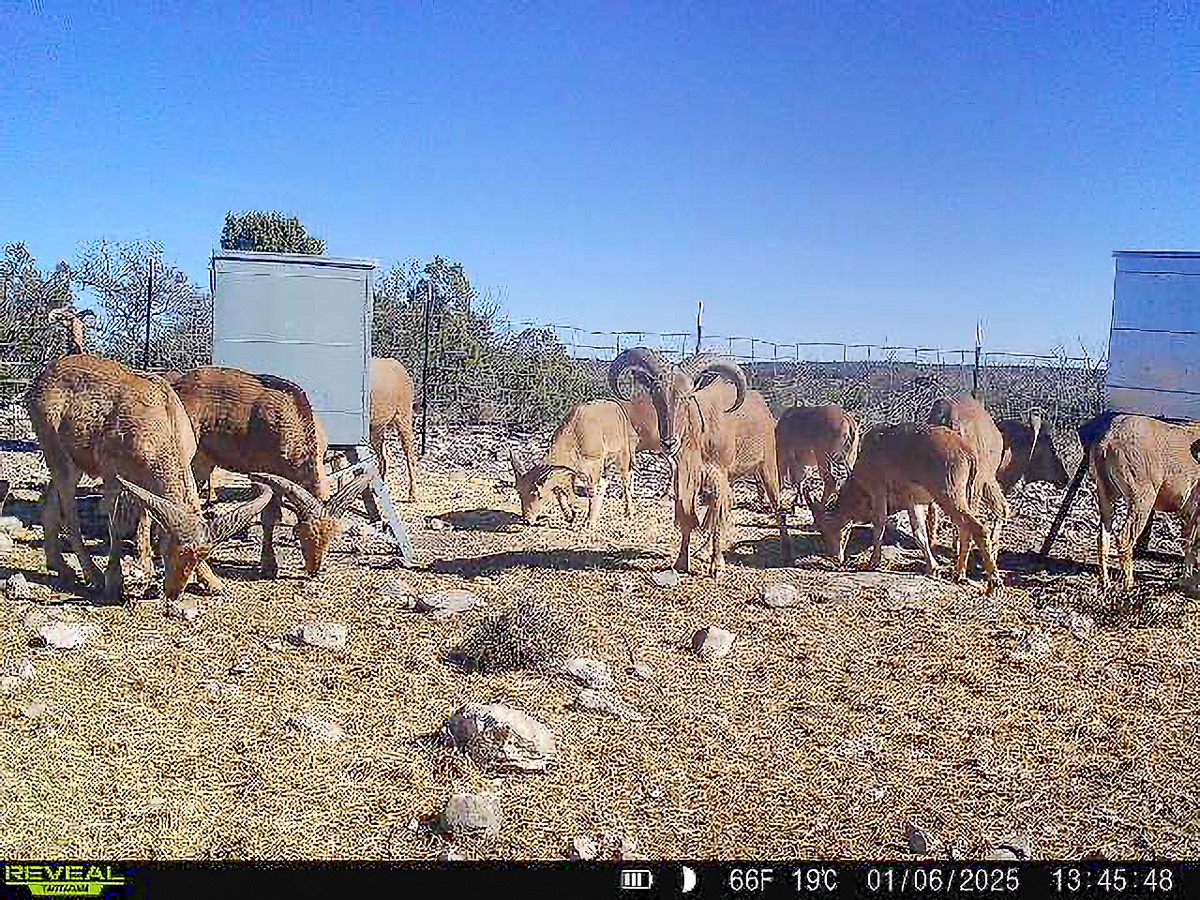 0 Marvin Road Comstock, TX 78837 - Photo 37 of 40 a view of a backyard of a house