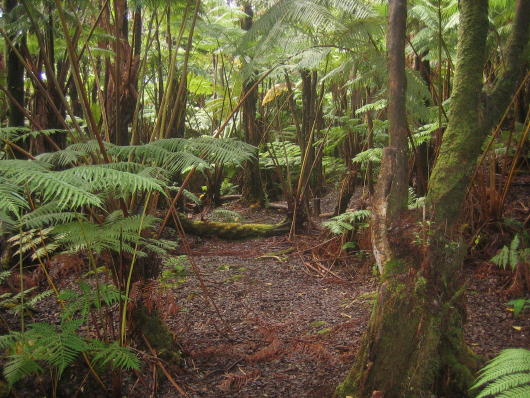 19-4183 Rd East Volcano, HI 96785 - Photo 68 of 80 Gallery Image 68