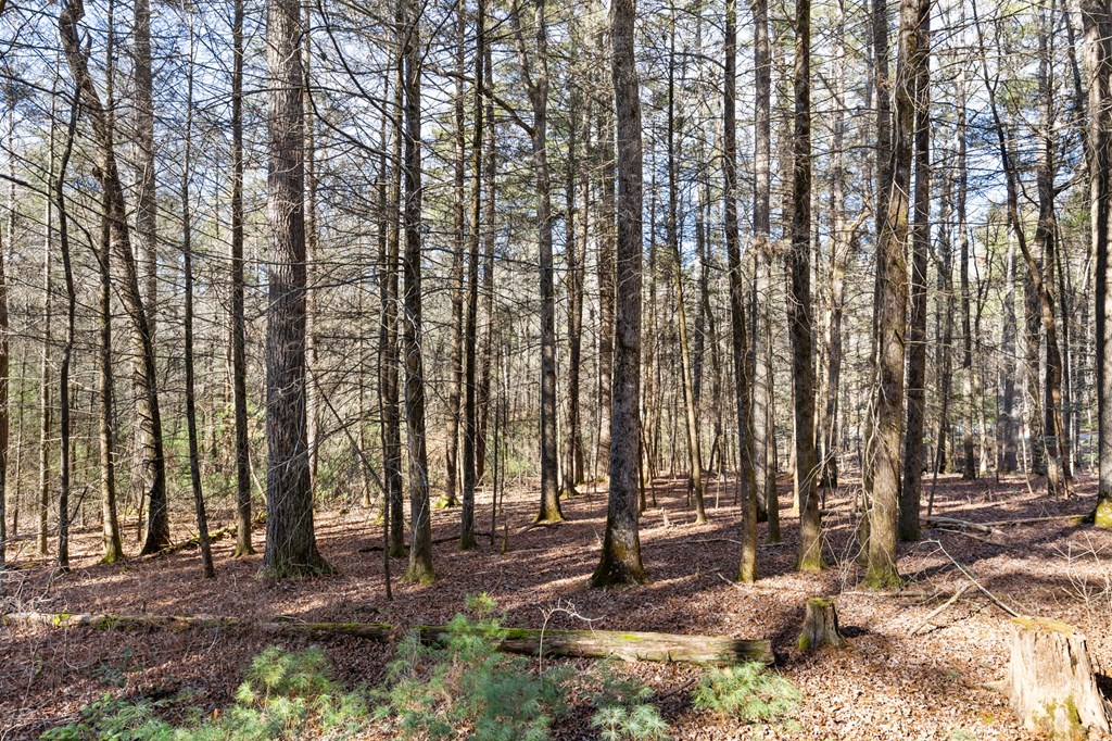 104 Big Tree Road Suches, GA 30572 - Photo 6 of 19 a view of outdoor space with lots of trees