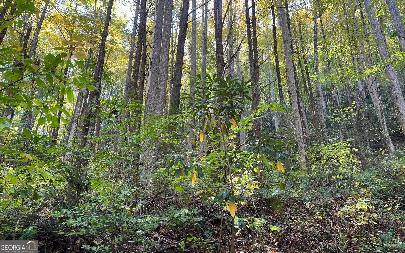 1 Tusquittee Road Hayesville, NC 28904 - Photo 3 of 13