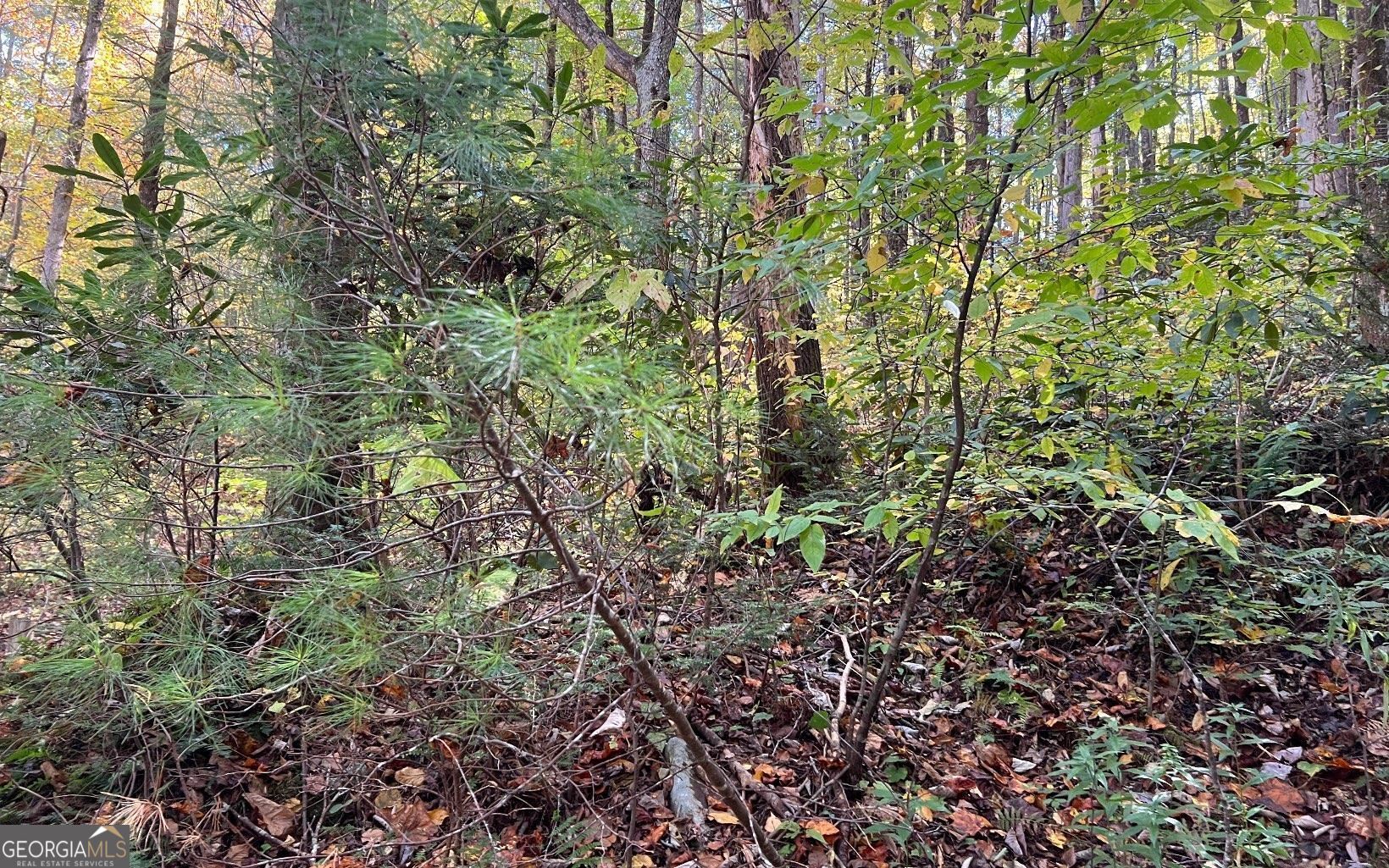 1 Tusquittee Road Hayesville, NC 28904 - Photo 4 of 13