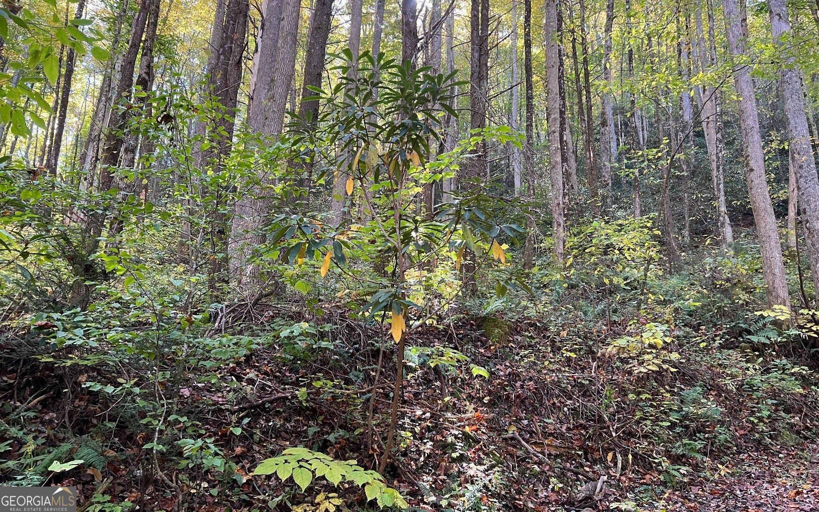 1 Tusquittee Road Hayesville, NC 28904 - Photo 5 of 13