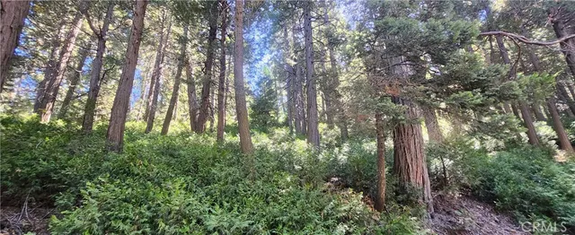 a backyard of a house with lots of plants and trees