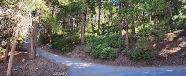 a view of a forest with trees in the background