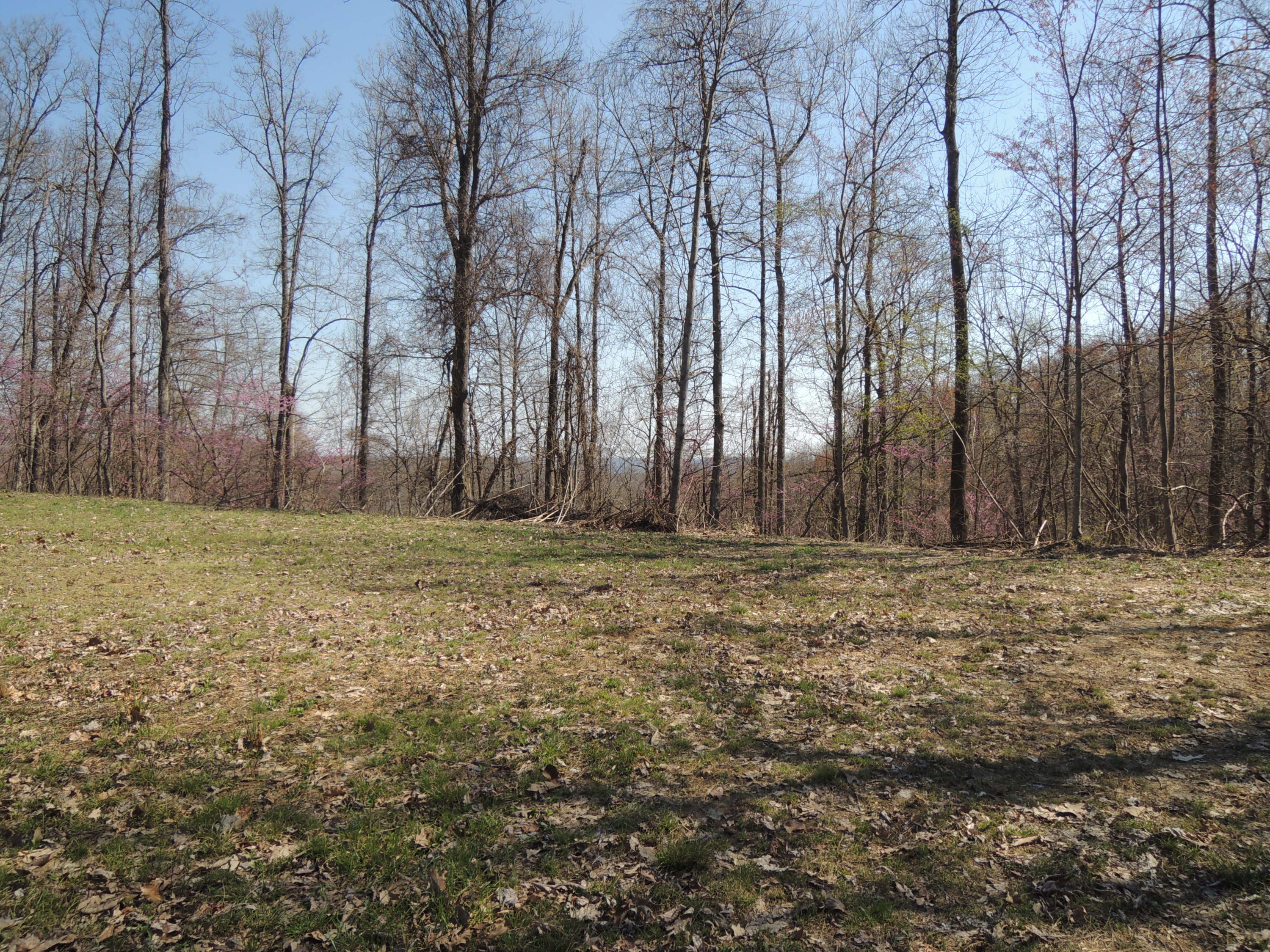 Trammell Cemetery Road Winfield, TN 37892 - Photo 11 of 15 Qualls 044
