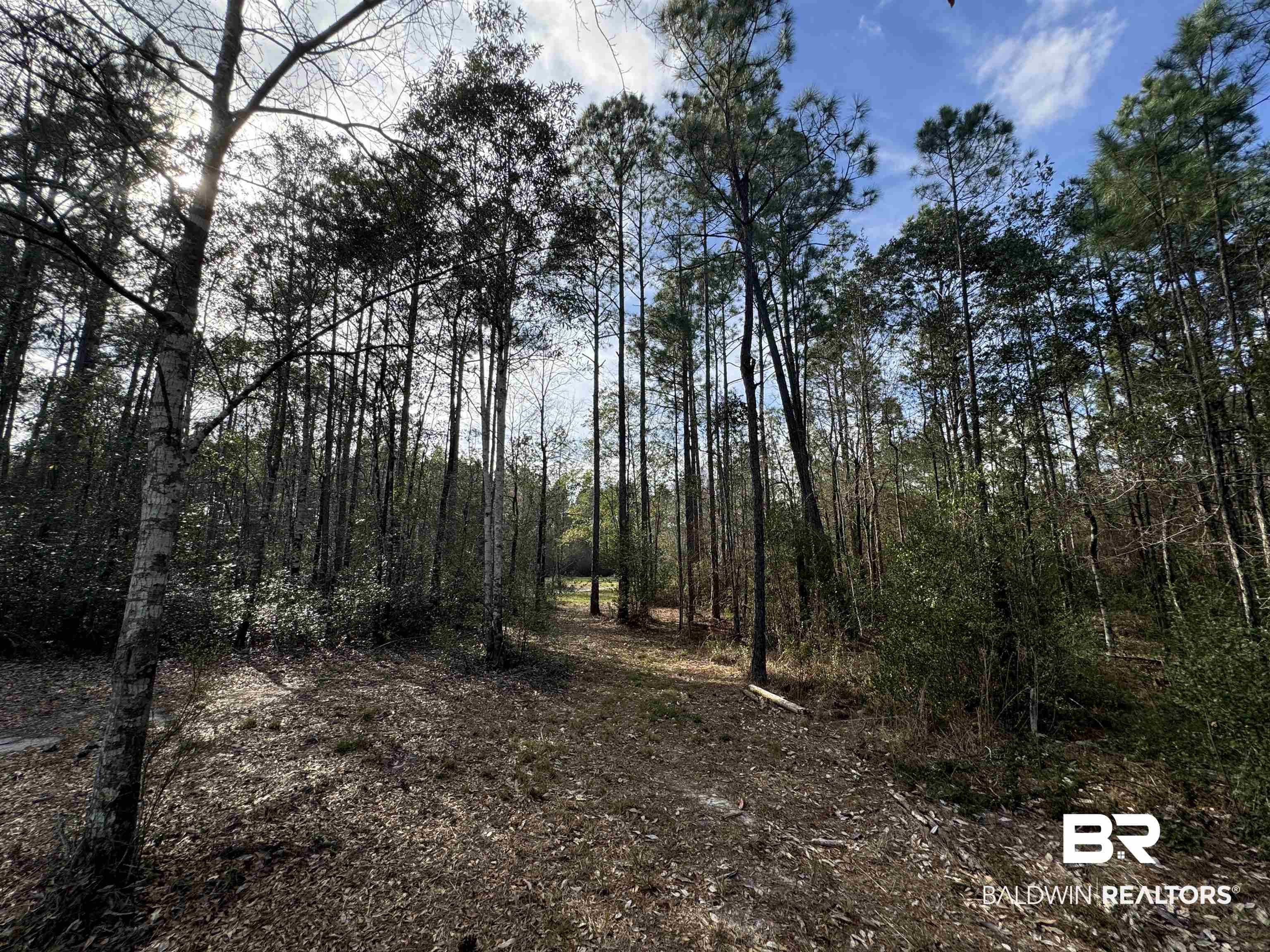 51235 Phillipsville Road Bay Minette, AL 36507 - Photo 51 of 63 View of wooded area