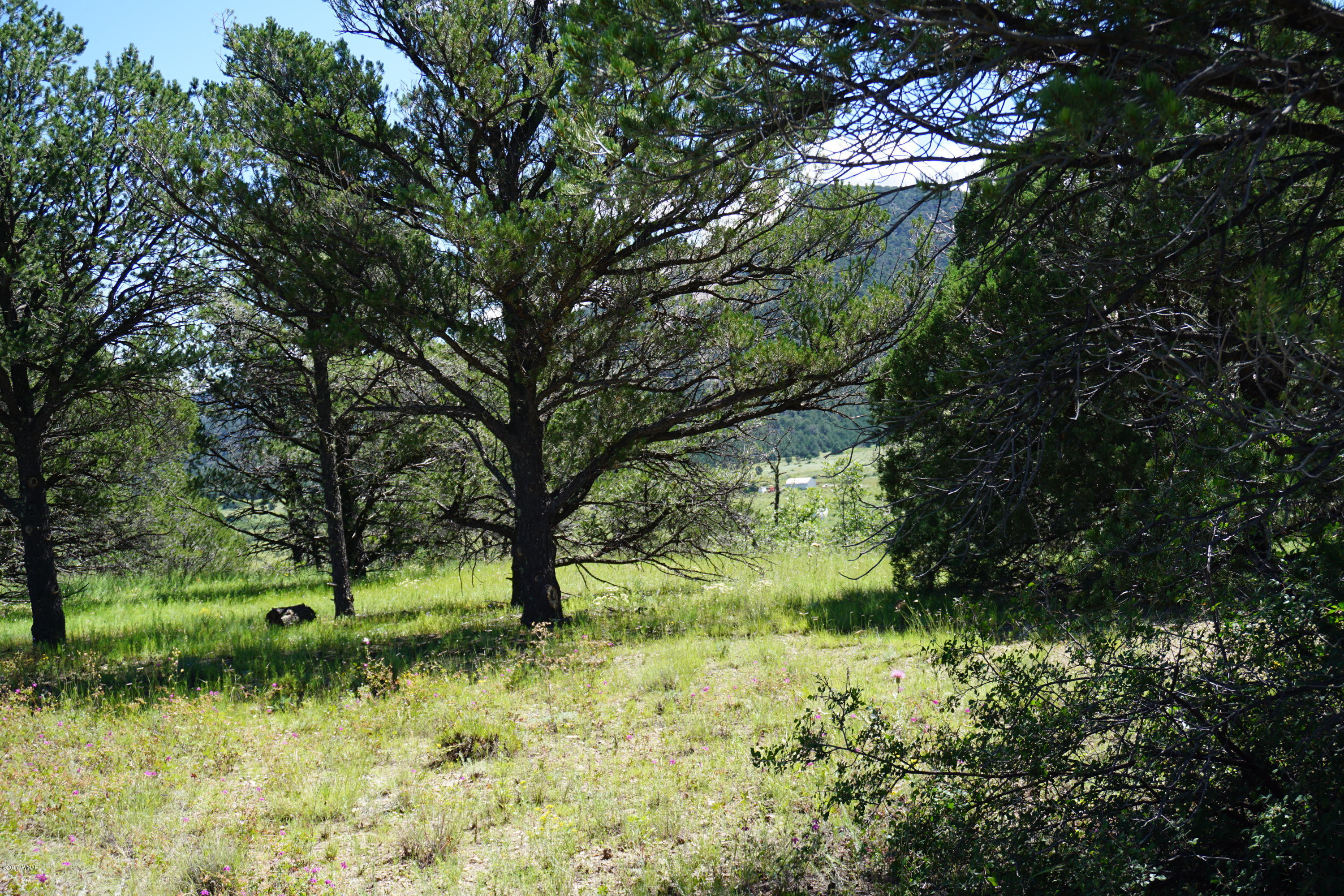 37 Co Road Springerville, AZ 85938 - Photo 4 of 37