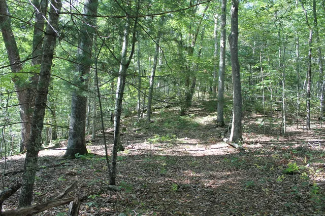 a view of outdoor space and green space