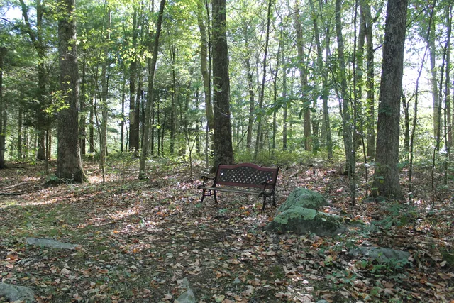 a view of a sitting area in a forest