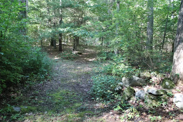 a view of a forest with trees in the background