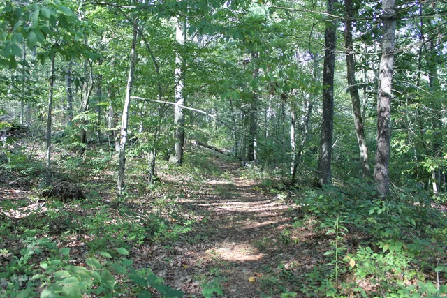 a view of forest