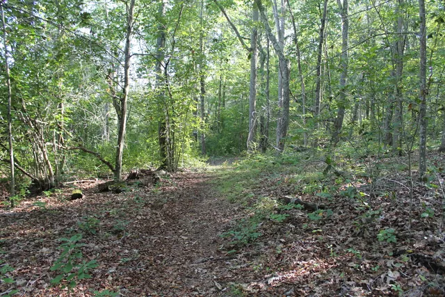a view of a garden with plants