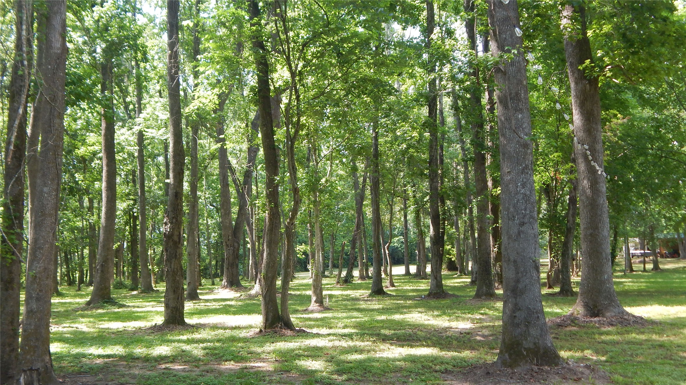 142 County Road 1332 Liberty, TX 77575 - Photo 24 of 50 a view of a park with a tree