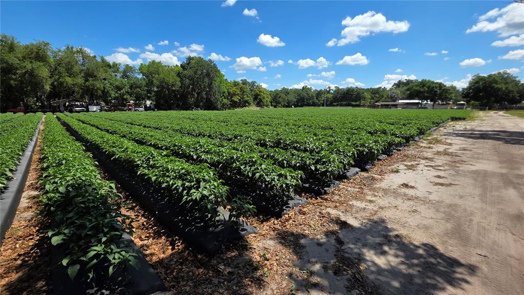 Gallagher Road Dover, FL 33527 - Photo 11 of 13 a view of a big yard with plants and large trees