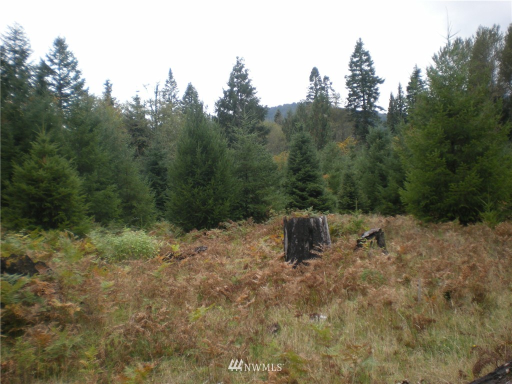 132 Blakely Road Randle, WA 98377 - Photo 8 of 9 Gallery Image 8