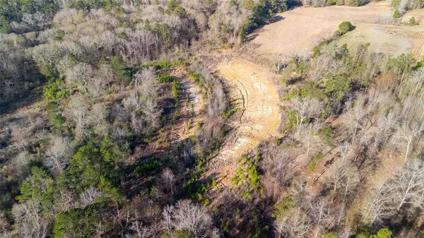 a view of a forest with trees