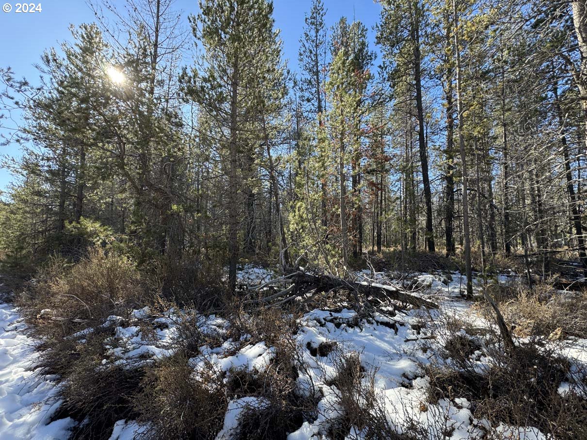 Cloudcap Drive Chiloquin, OR 97624 - Photo 12 of 15 a view of a forest with trees