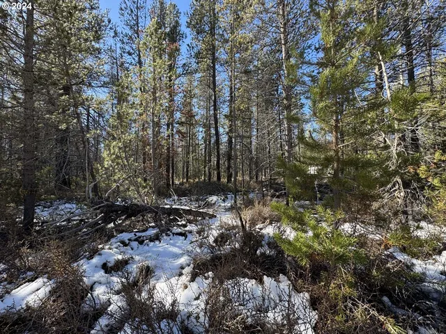 a view of a forest with trees