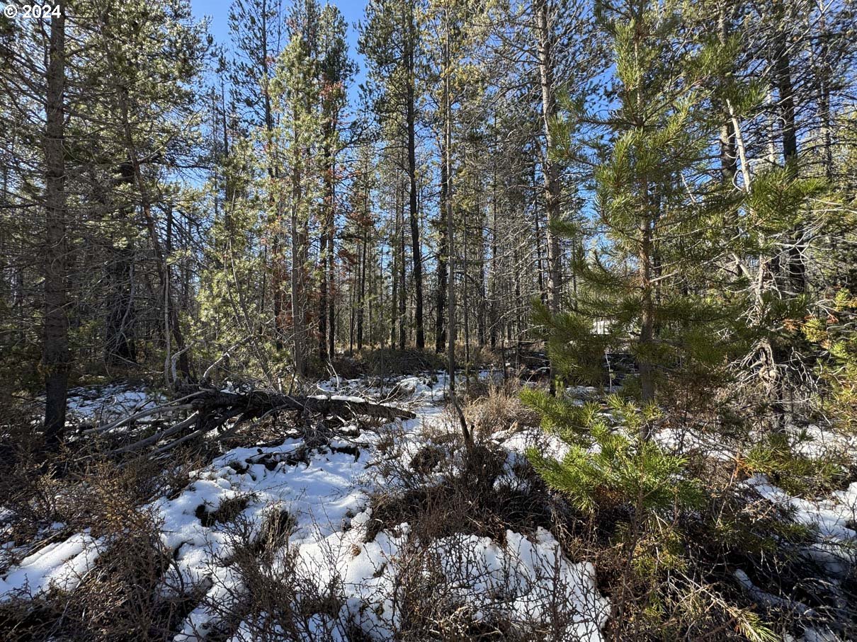 Cloudcap Drive Chiloquin, OR 97624 - Photo 14 of 15 a view of a forest with trees